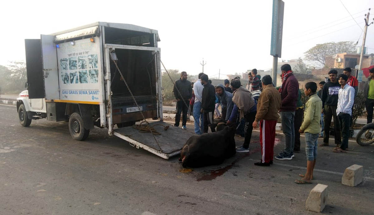 Cow Ambulance is running for three years